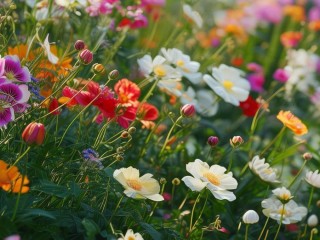 花容天下全文免费阅读正版资源在哪里可以找到呢？